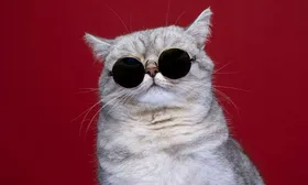 چرا گربه‌ها دزدی می‌کنند؟