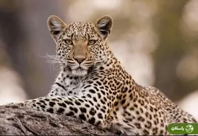 ویدئو | مشاهده یک قلاده پلنگ ایرانی در «پارک ملی خَبر»