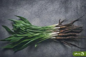 شنگ؛ پرطرفدارترین سبزی کوهی در میان لُرها و کُرد‌ها که ۴ ماه برای خوردنش فرصت دارید!