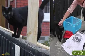 ویدئو | گربه‌ای در نیوزیلند که به خاطر دزدی لباس‌های زیر زنان معروف شده است!