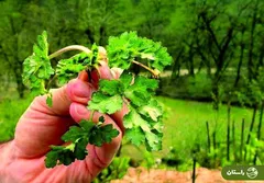 چوچاغ یا زولنگ؛ سبزی بهاری محبوب که شبیه یک گیاه مرگبار است + دستور پخت خورش چوچاغ و کوکو چوچاغ