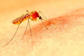 برای جلوگیری از نیش پشه چه چیزی روی پوستمان بمالیم؟