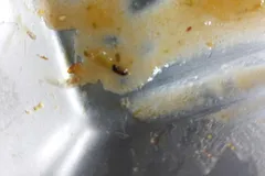 تصاویری از سوسک در غذای سلف یکی از دانشگاه‌های دولتی!